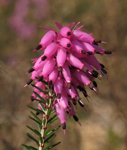 Bloeiende Erica winterheideplant in zachte roze kleur.