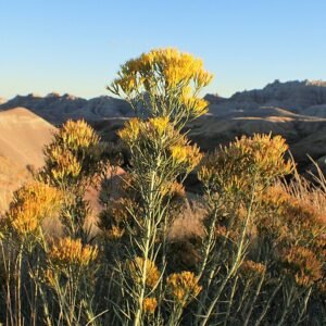 Ericameria nauseosa plant met gele bloemen in natuurlijke omgeving.
