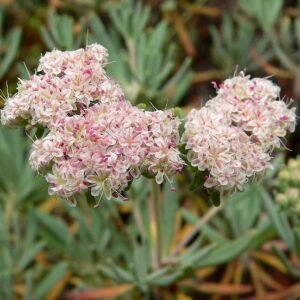 Eriogonum arborescens plant in volle bloei met kleine witte bloemen tegen groen blad.
