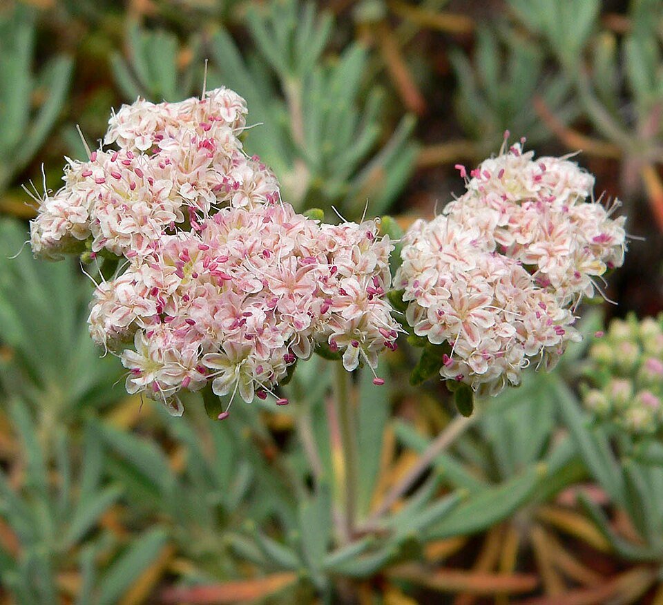 Eriogonum arborescens plant in volle bloei met kleine witte bloemen tegen groen blad.