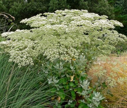 Eriogonum giganteum plant met witte bloemen op lange stelen.
