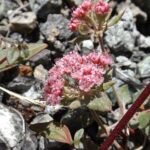 Eriogonum nervulosum plant met kleine groene bladeren en delicate witte bloemen.