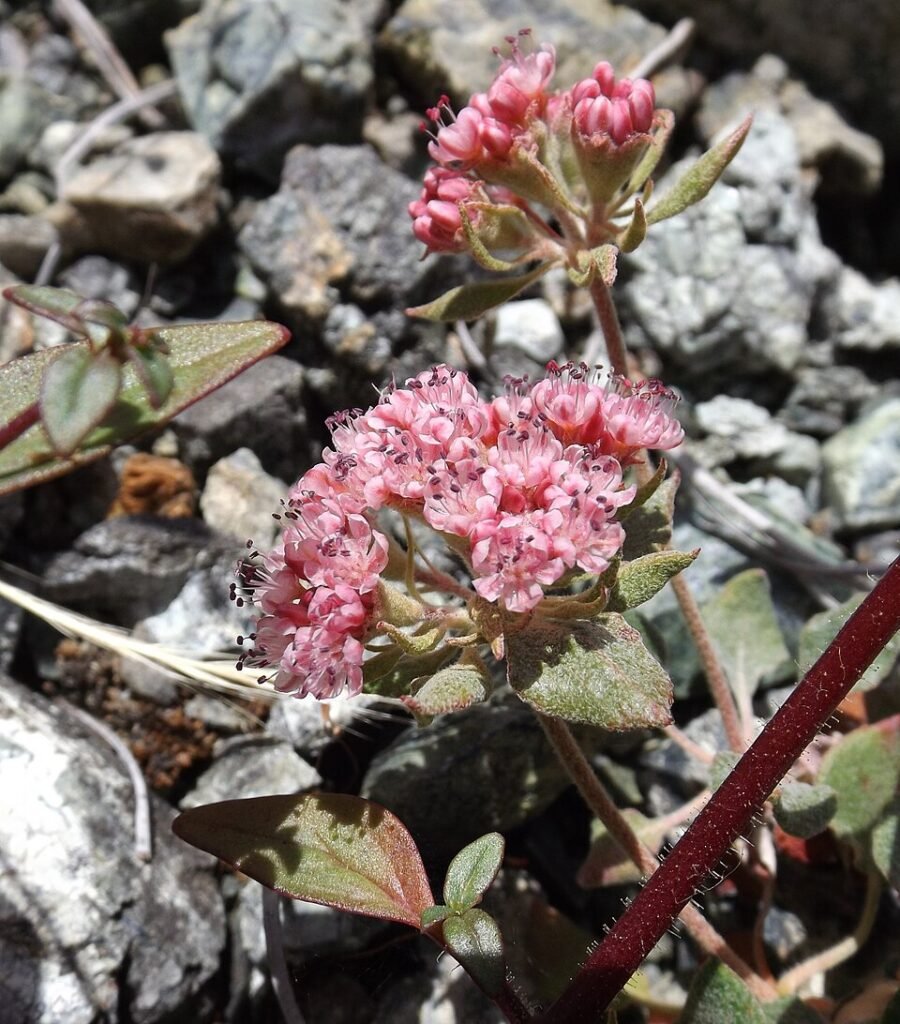 Eriogonum nervulosum plant met kleine groene bladeren en delicate witte bloemen.