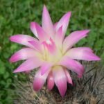 Eriosyce senilis cactus met witte wollige stekels en groen lichaam.