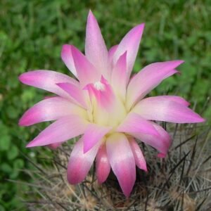 Eriosyce senilis cactus met witte wollige stekels en groen lichaam.