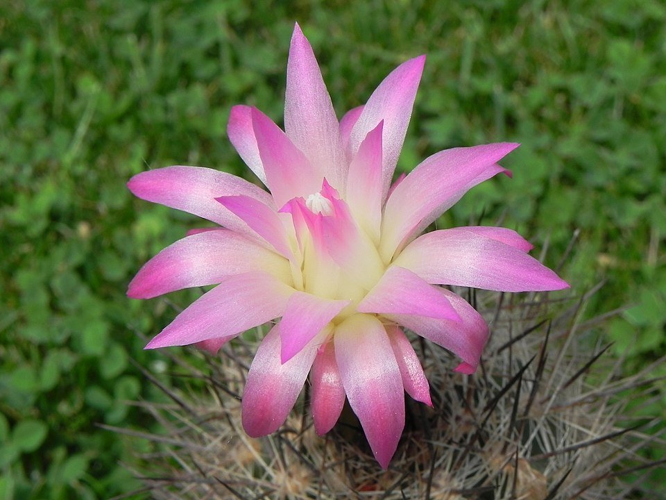 Eriosyce senilis cactus met witte wollige stekels en groen lichaam.