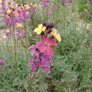 Bloeiende Erysimum ‘Chelsea Jacket’ plant met paarse bloemen en grijsgroene bladeren op een zonnige dag.