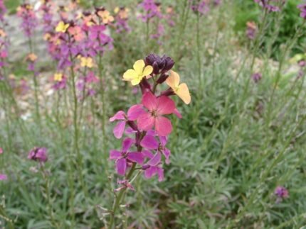 Bloeiende Erysimum ‘Chelsea Jacket’ plant met paarse bloemen en grijsgroene bladeren op een zonnige dag.