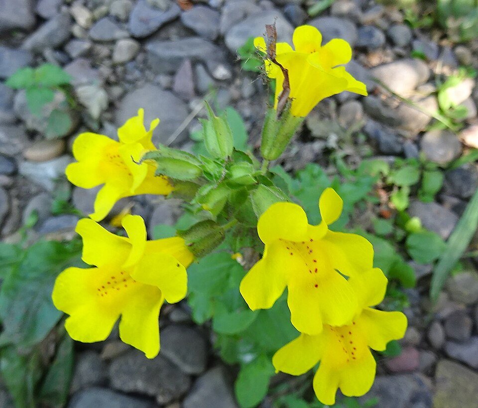 Mimulus (maskerbloem) bloem in close-up, gele en oranje tinten.