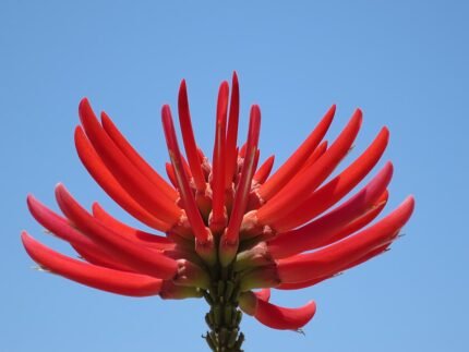 Bloeiende Erythrina coralloides naakte koraalboom op 960px.