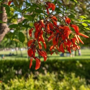 Rode koraalstruikbloem in close-up op kleigrond - schaduwrijke omgeving.