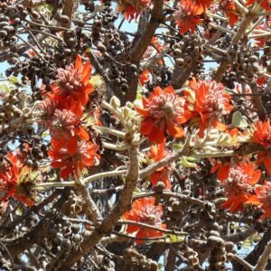 Bloeiende en peulvormige Erythrina latissima plant in Pretoria.