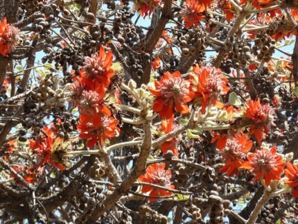Bloeiende en peulvormige Erythrina latissima plant in Pretoria.