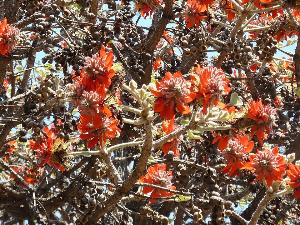 Bloeiende en peulvormige Erythrina latissima plant in Pretoria.