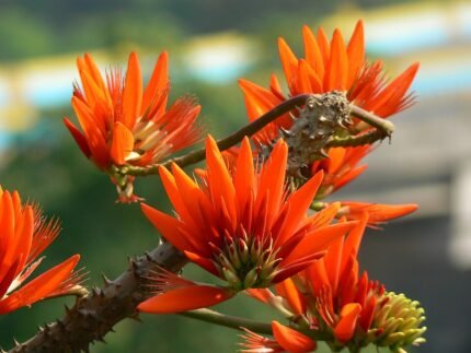 Erythrina suberosa bloemen in roze en rode kleuren.
