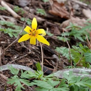 Bloeiende Erythronium Americanum plant in natuurlijke habitat.