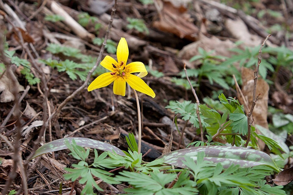 Bloeiende Erythronium Americanum plant in natuurlijke habitat.
