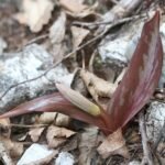 Bloeiende knop van de Erythronium japonicum plant in close-up.