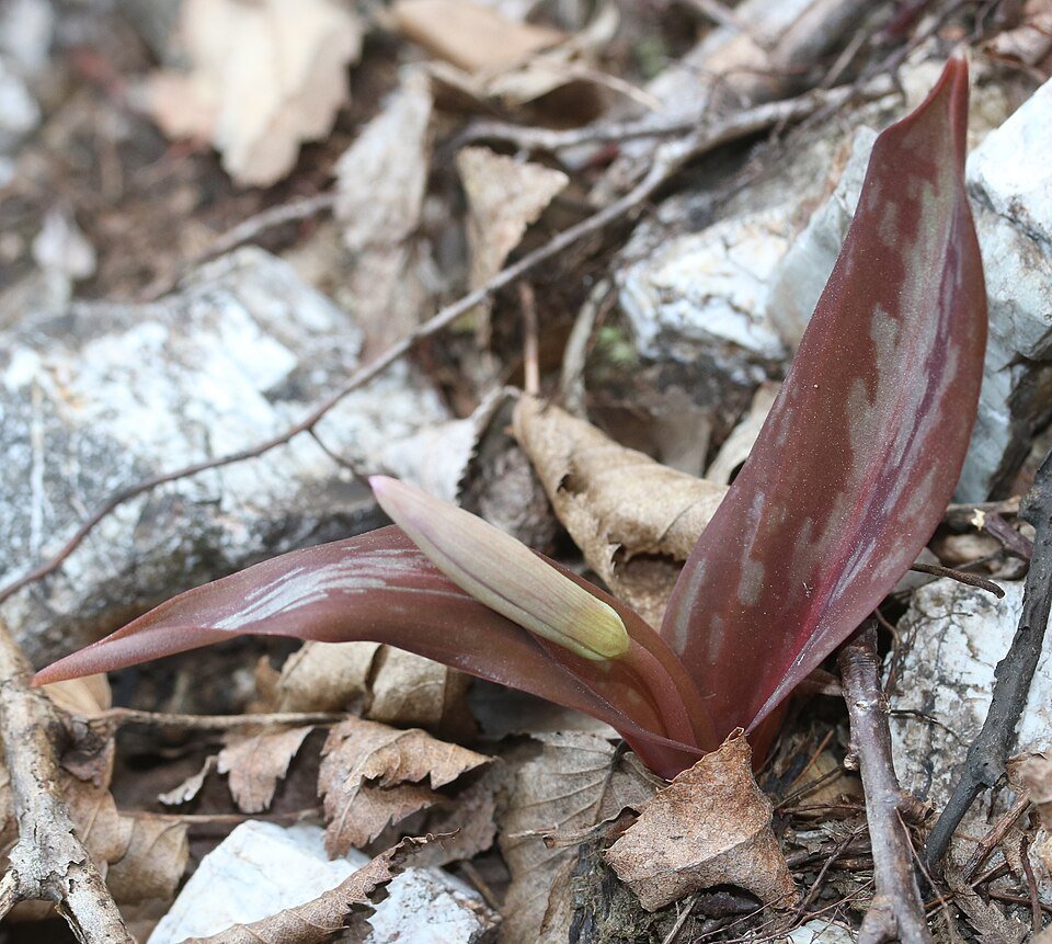 Bloeiende knop van de Erythronium japonicum plant in close-up.