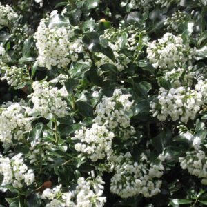 Escallonia 'Iveyi' met witte bloemen en groen blad op achtergrond.