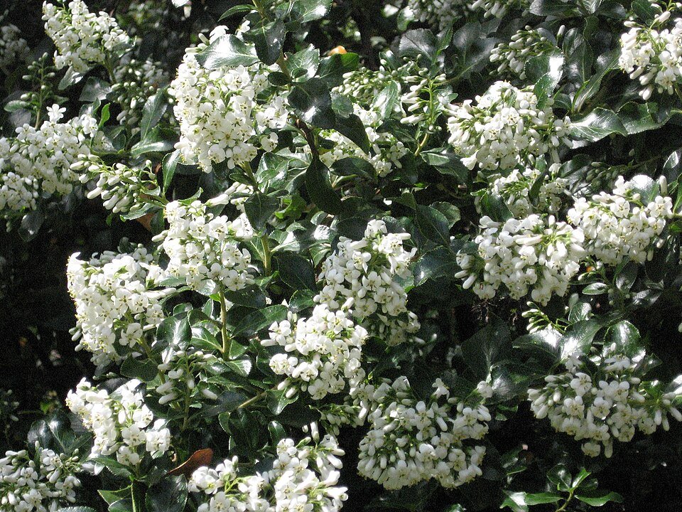 Escallonia 'Iveyi' met witte bloemen en groen blad op achtergrond.