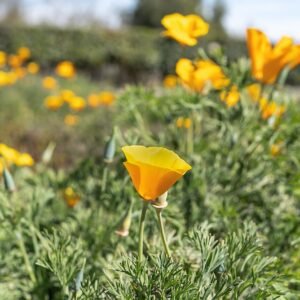 Oranje Eschscholzia Californica bloem met groen blad op natuurlijke achtergrond.