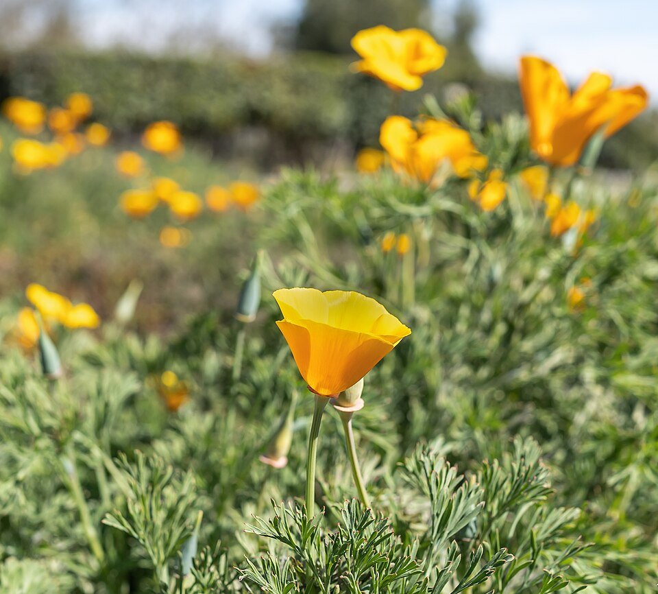 Oranje Eschscholzia Californica bloem met groen blad op natuurlijke achtergrond.