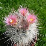 Escobaria sneedii cactus met witte stekels en groene bloemen.