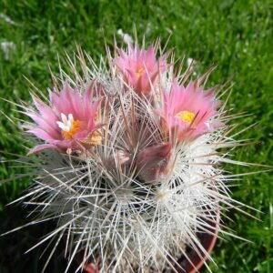 Escobaria sneedii cactus met witte stekels en groene bloemen.