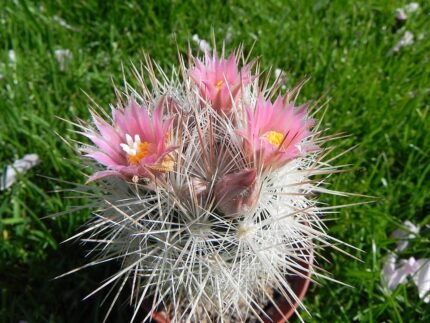 Escobaria sneedii cactus met witte stekels en groene bloemen.