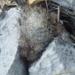 Escobaria emskoetteriana met felroze bloemen en stekelige groene cactus.