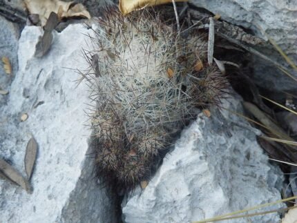 Escobaria emskoetteriana met felroze bloemen en stekelige groene cactus.