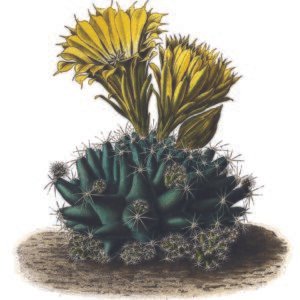 Bloeiende Escobaria missouriensis cactus met witte bloemen en groene stekels.