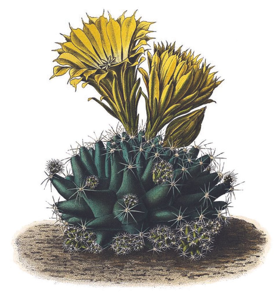 Bloeiende Escobaria missouriensis cactus met witte bloemen en groene stekels.