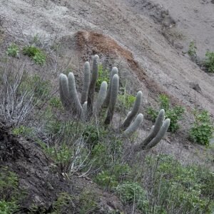 Espostoa frutescens cactus met lange witte stekels tegen een heldere achtergrond.