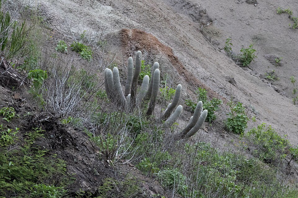 Espostoa frutescens cactus met lange witte stekels tegen een heldere achtergrond.