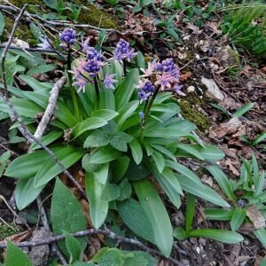 Scilla lilio-hyacinthus bloemen in paarse tinten met groene bladeren.