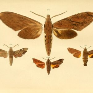 Prachtige Xanthopan vlinder op botanische achtergrond.