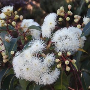 Floraal landschap met bloeiende Corymbia calophylla bloemen.