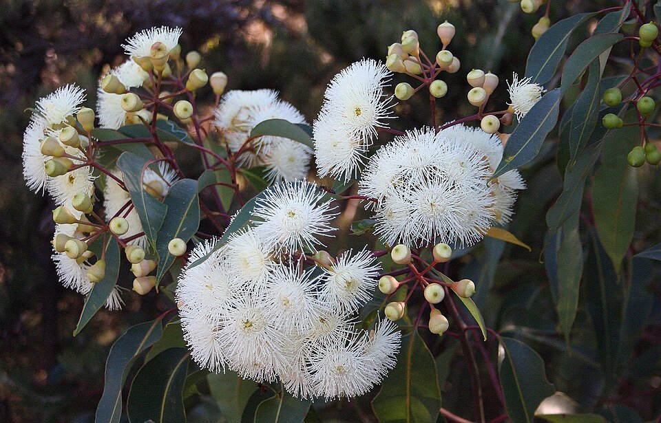 Floraal landschap met bloeiende Corymbia calophylla bloemen.