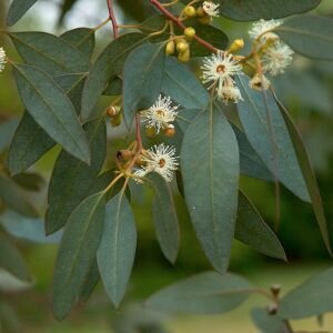 Eucalyptus gunnii bloemen in close-up.