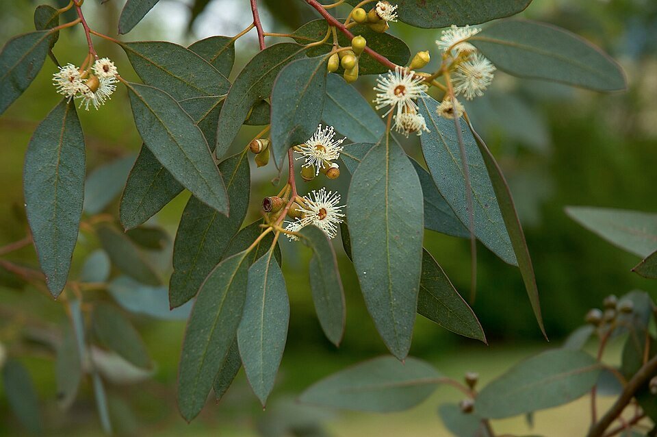 Eucalyptus gunnii bloemen in close-up.