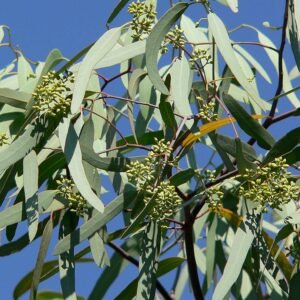 Eucalyptus microtheca met zilvergroene bladeren en rode bloemen.