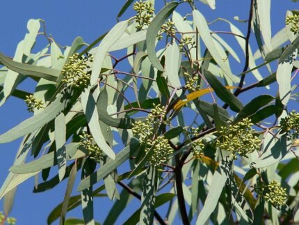 Eucalyptus microtheca met zilvergroene bladeren en rode bloemen.