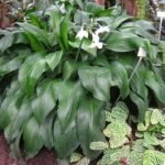 Bloeiende Eucharis amazonica plant in Berlijnse Botanische Tuin.