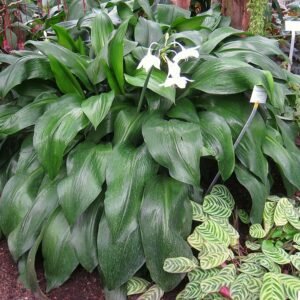 Bloeiende Eucharis amazonica plant in Berlijnse Botanische Tuin.