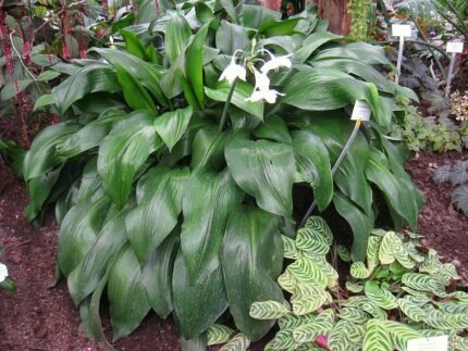 Bloeiende Eucharis amazonica plant in Berlijnse Botanische Tuin.