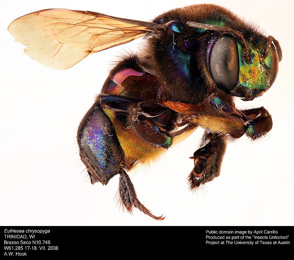 Gele Eufriesea chrysopyga orchidee met groen blad op witte achtergrond.