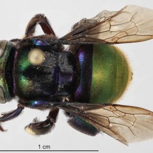 Paarse Eufriesea purpurata vlinderorchidee close-up.