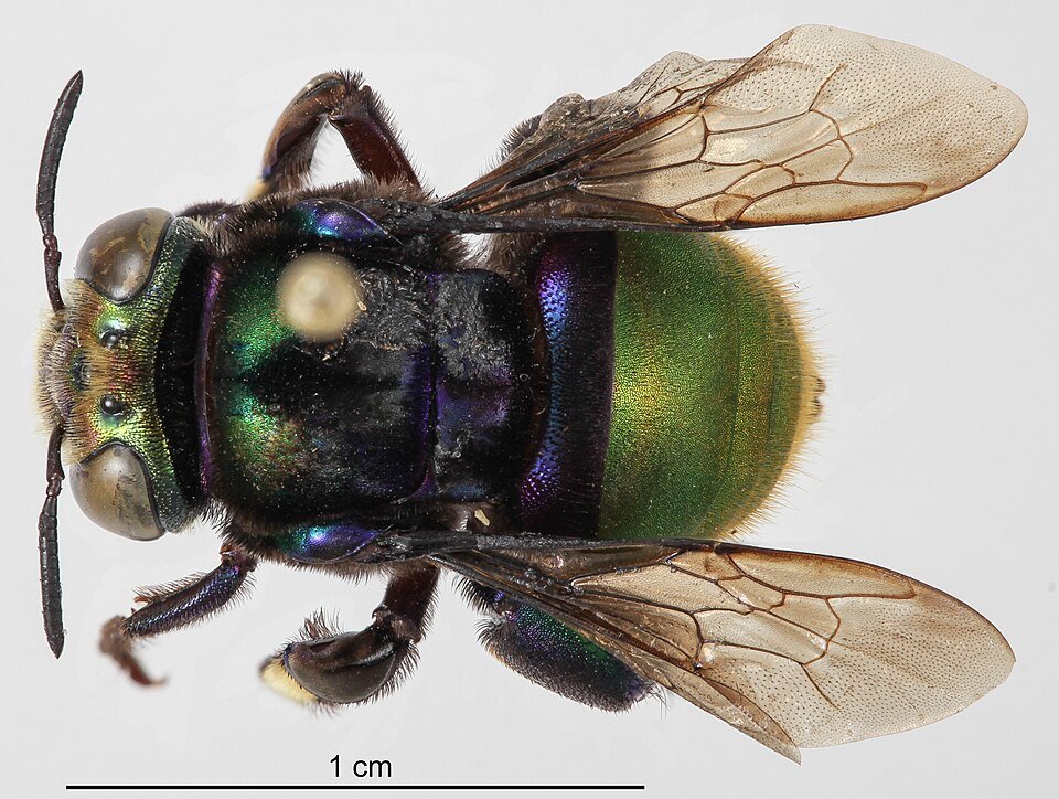 Paarse Eufriesea purpurata vlinderorchidee close-up.